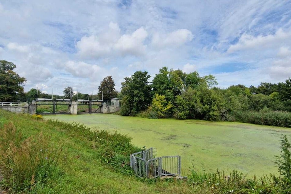 Ist das der Fluss oder ein neuer Rasen? Auf Leipzigs Gewässern bilden sich aktuell riesige Teppiche aus Algen und Wasserpflanzen.