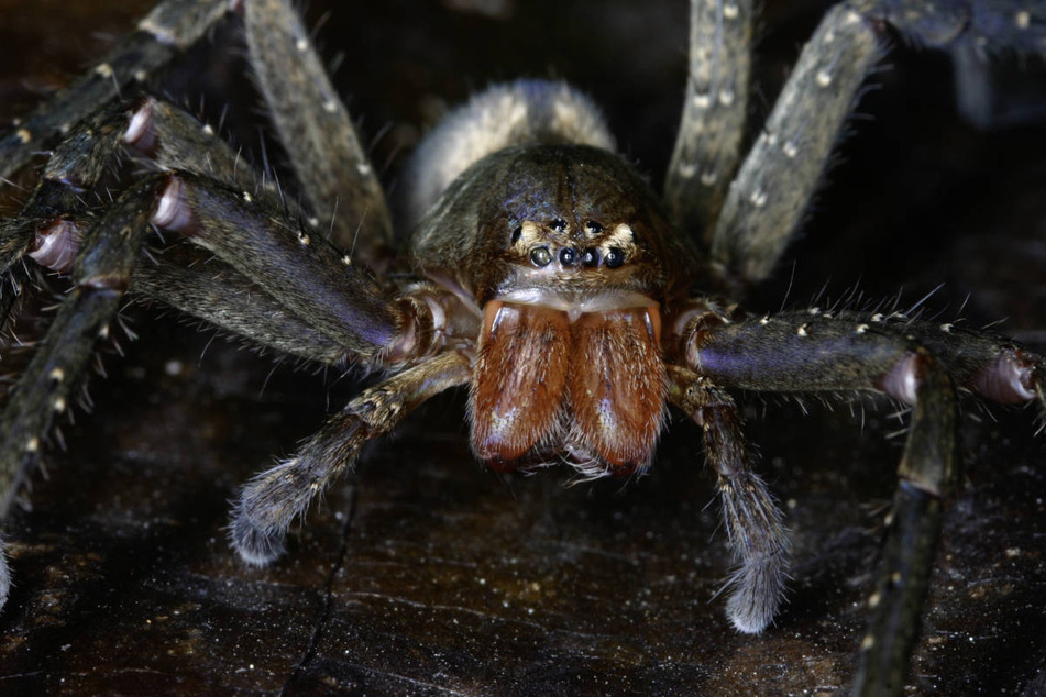 Erst seit dem Jahr 2000 ist die Riesenkrabbenspinnen-Gruppe Pseudopoda bekannt. Damals umfasste sie neun Arten.