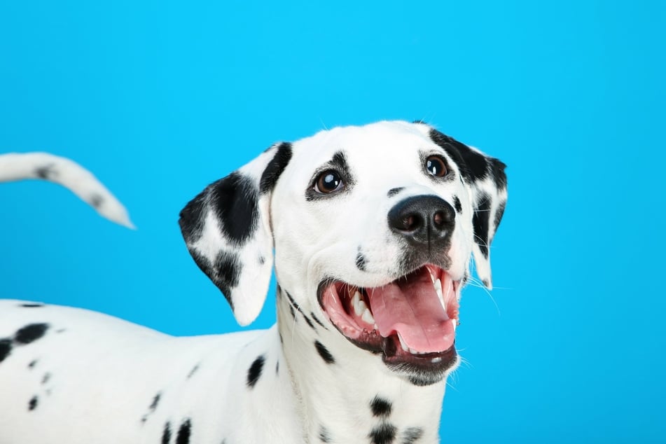 Wegen der besonderen Fellfärbung hat diese Hunderasse viele Fans. Dalmatinische Welpen werden allerdings weiß geboren.