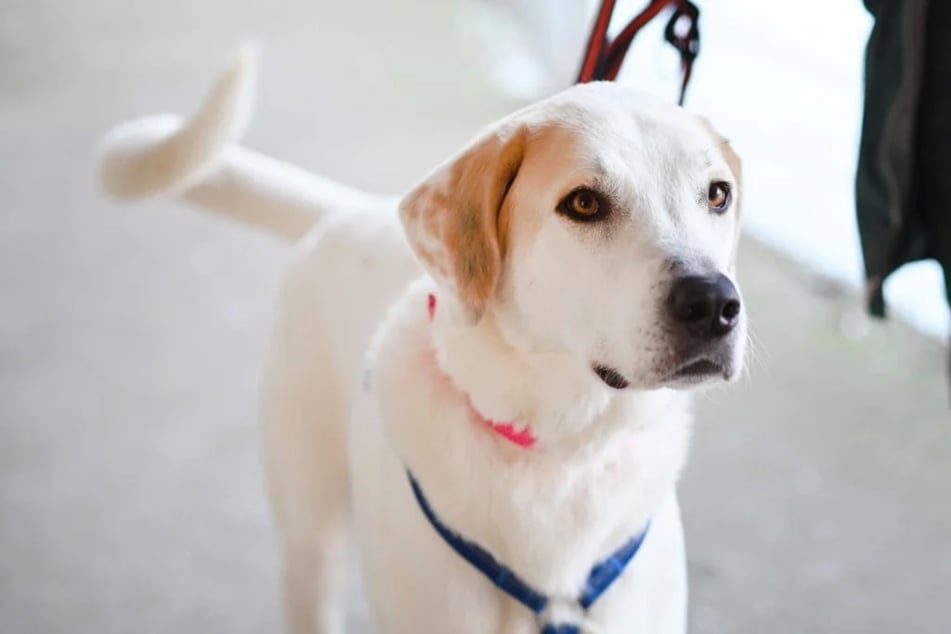 Der Zentralasiatische-Owtscharka-Mix Unka (5) wartet auf ein neues Zuhause.