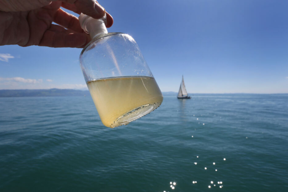Eine Wasserprobe mit tierischem Plankton.
