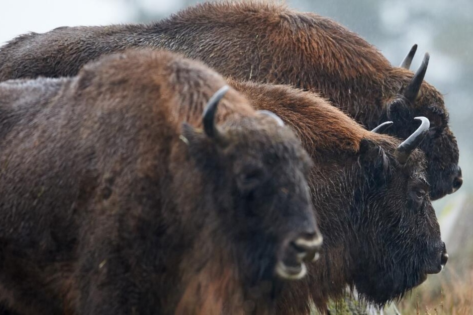 Nach langer Krankheit ist ein Wisent im Tierpark Olderdissen vor den Besuchern erschossen worden. (Symbolbild)