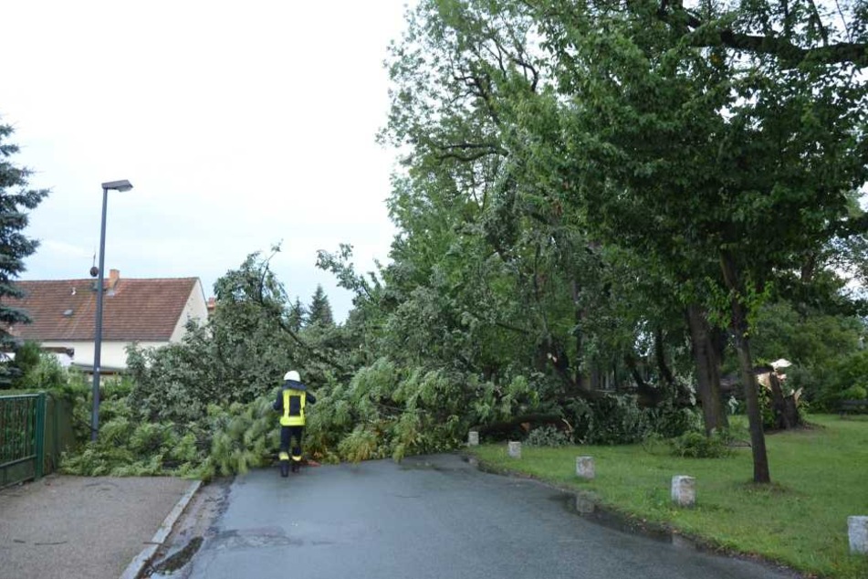 Die Feuerwehren in Sachsen hatten gut zu tun. Überall legte das Unwetter ganze Bäume um, wie hier in Görlitz.