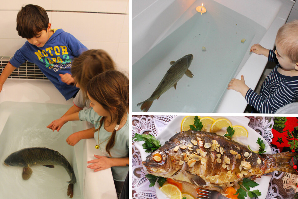 Carp in the bathtub are considered a Christmas delicacy in homes in Eastern Europe.