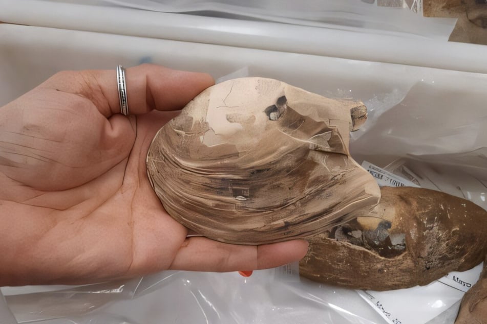 Ein vollständiges Muschelfossil aus der Kreidezeit.