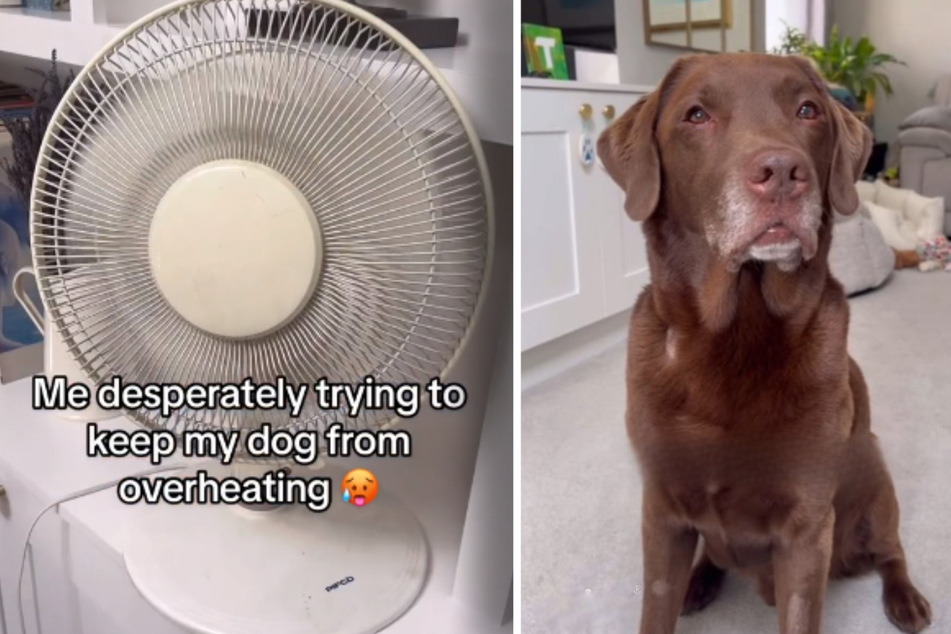 Dog owner tries to keep it cool during heatwave, but lounging Lab has other ideas!
