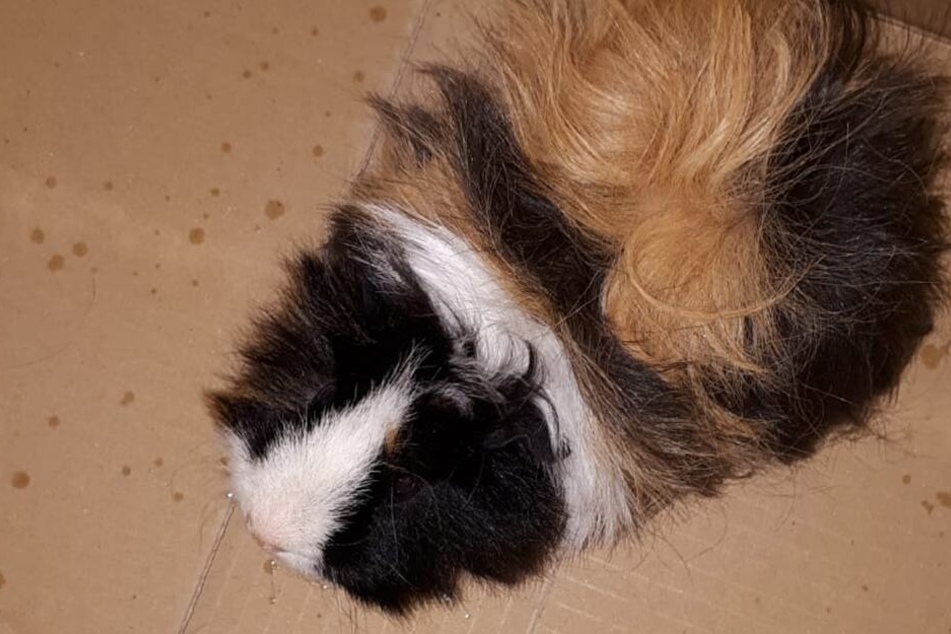 Dieses süße Merrschweinchen sitzt jetzt in Polizeigewahrsam.
