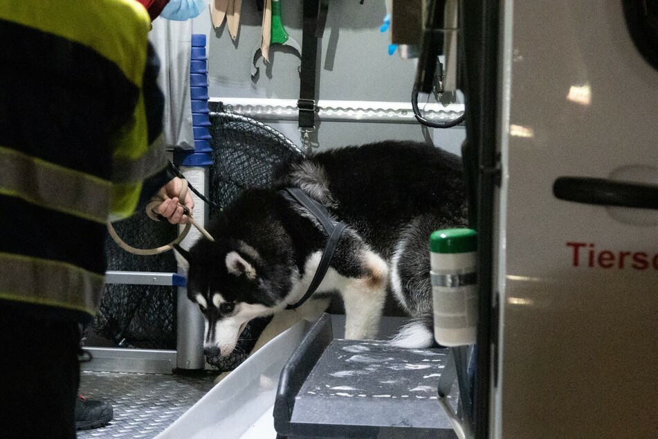Ein Mitarbeiter der Tierrettung bringt einen Husky in ein Auto