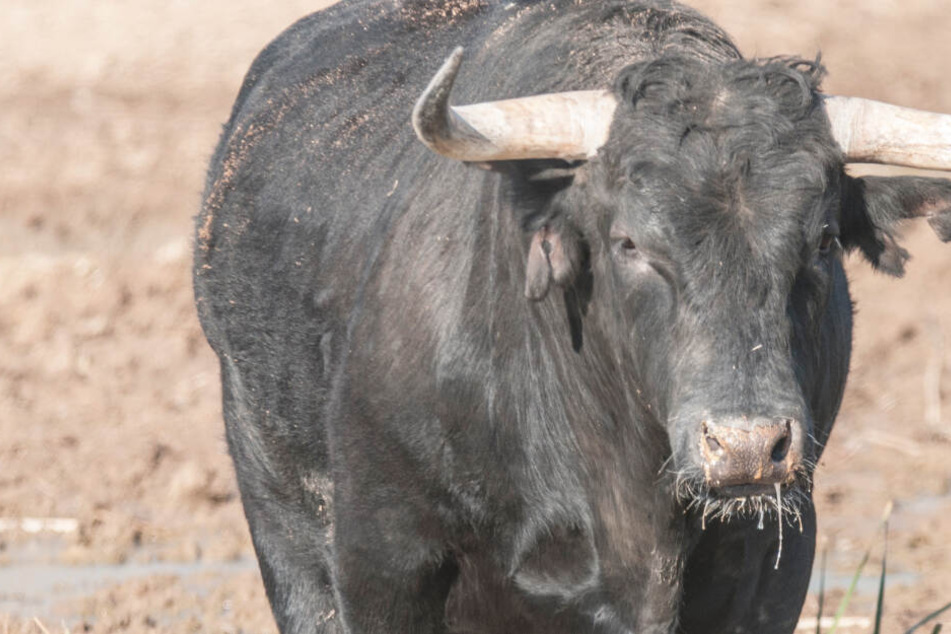 In Bayern hat ein Stier beim Verladen einen Landwirt tödlich verletzt. (Symbolbild)