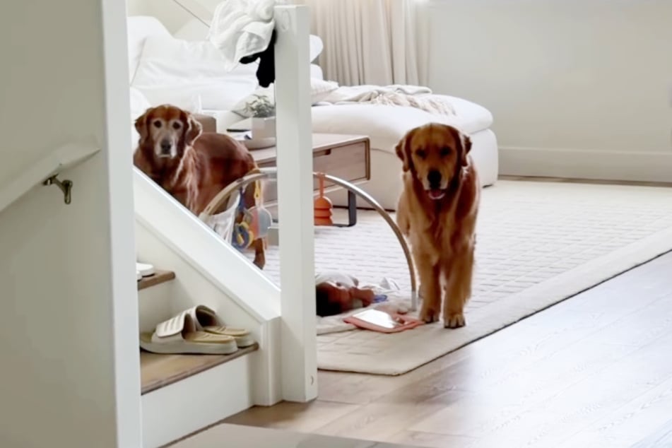 Gamja (l.) und Chip sind sofort beim Baby, als ihr Frauchen sich entfernt. Erneut sehen sie die Mama vorwurfsvoll an.