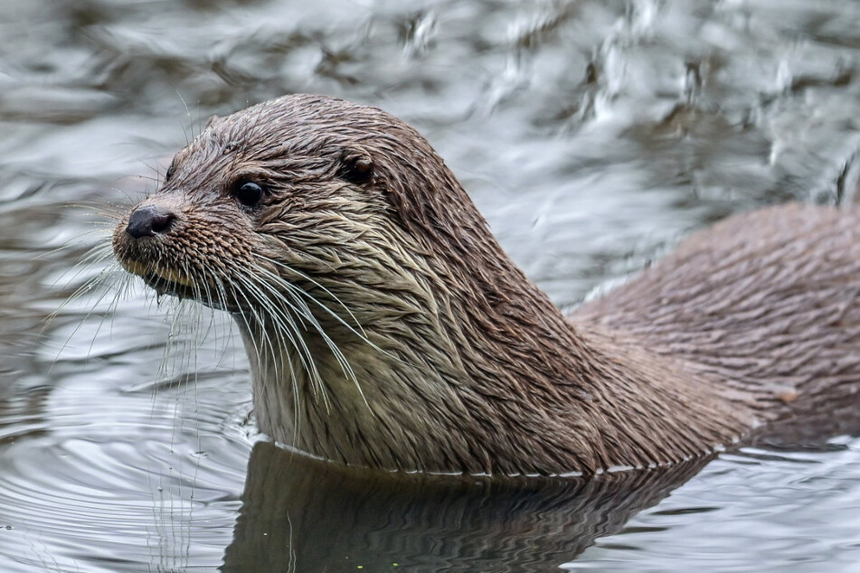 Flotter Otter in the Water: Für manche sind die Tiere ein Dorn im Auge, andere engagieren sich nun für besseren Schutz.