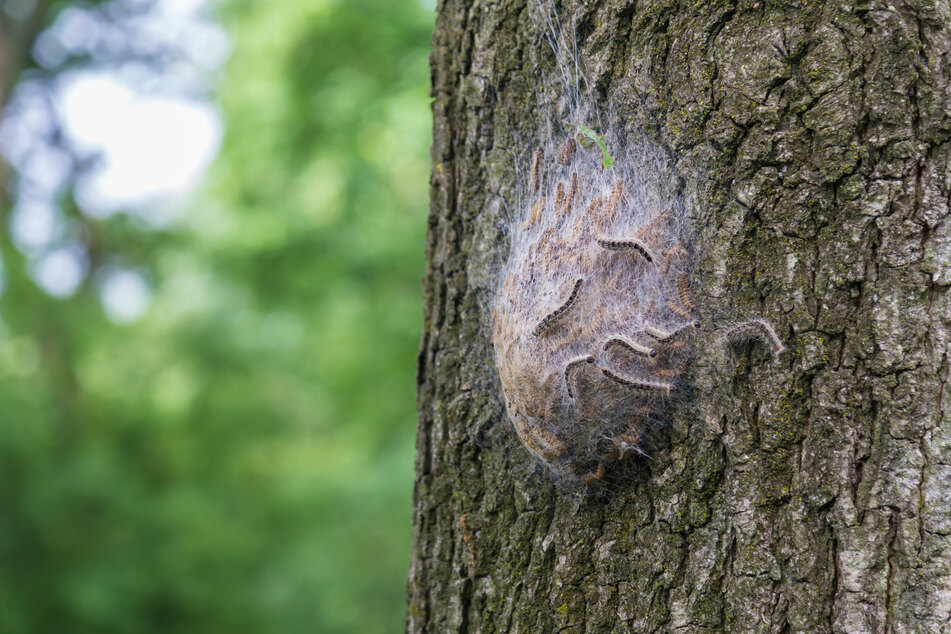 Die kleinen Raupen finden sich im Frühsommer zusammen. Ihr Brennhaare können schwere Hautreizungen und Atembeschwerden auslösen.