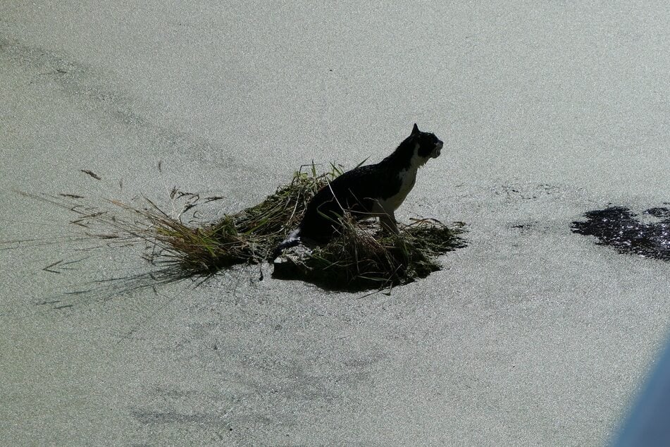 Die Katze verschaffte sich lautstark Gehör.