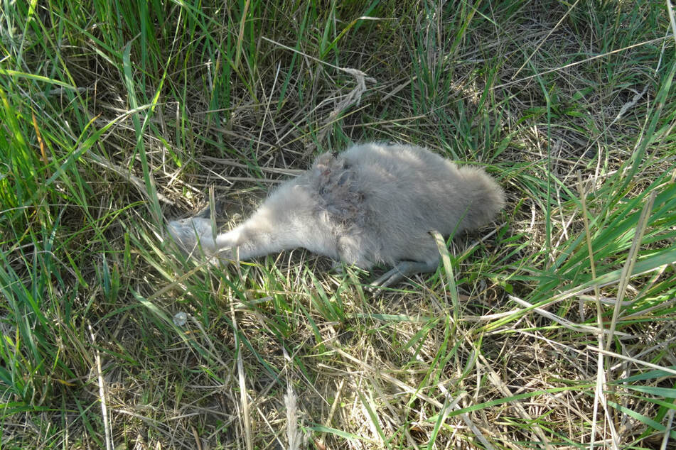 Tierschützer suchen Zeugen: Ein Hund tötete das junge Tier.