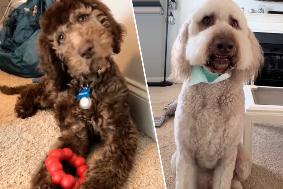 Innerhalb von zwei Jahren machte Labradoodle Murphy eine erstaunliche Transformation durch.