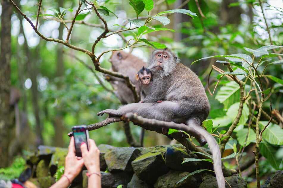 Vorsicht mit Balis Äffchen: Wer beim Fotografieren von den wilden Tieren gebissen oder gekratzt wird, sollte in die Klinik - Tollwutgefahr! (Symbolbild)