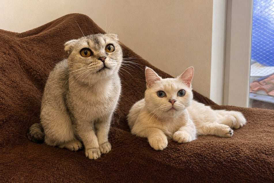 Twingo (l.) und Raffaelo suchen ein gemeinsames Zuhause. Wer hat ein Plätzchen frei?