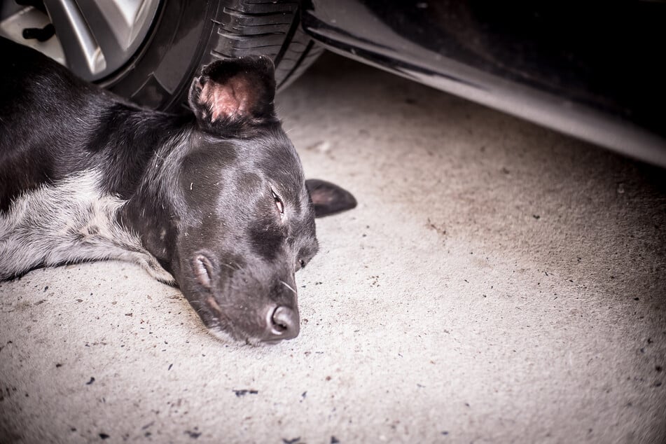 Hunde leiden, wie Menschen, unter den hohen Temperaturen. Sie sollten auf keinen Fall in einem komplett verschlossenen Fahrzeug zurückgelassen werden. (Symbolbild)
