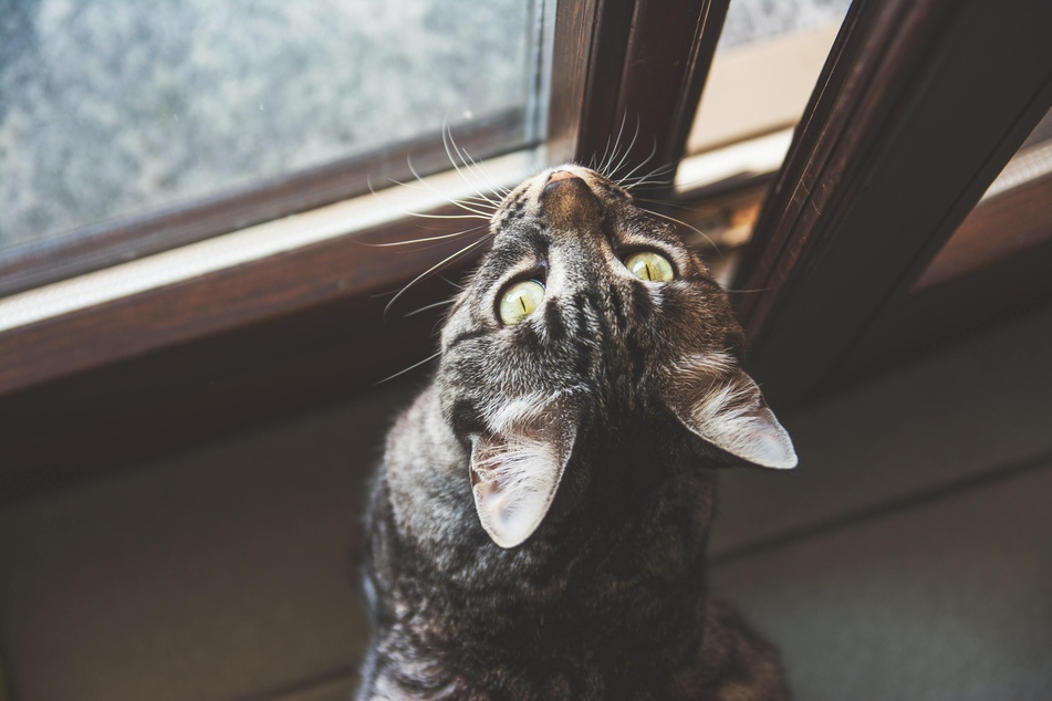 Hat Deine Katze den Balkon für sich entdeckt, dann wird sie auch in Zukunft auf darauf bestehen, nach Belieben dort hinzukönnen.