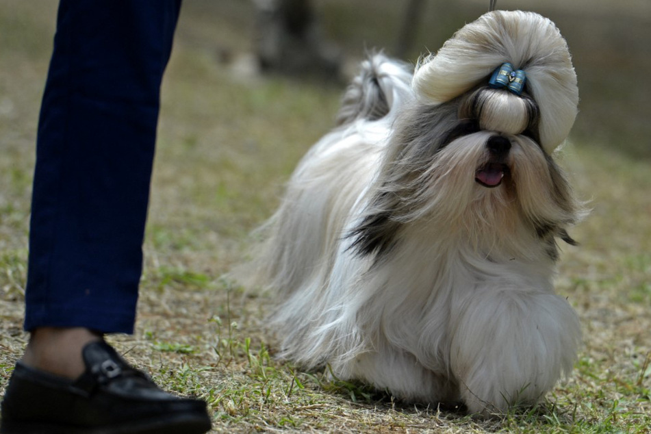 Shih Tzu's are considered a "designer breed" and can cost a hefty fee.
