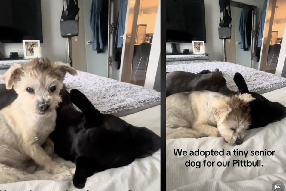 Canine grandpa Scruffy (16) and pit bull Jazz quickly became best friends.