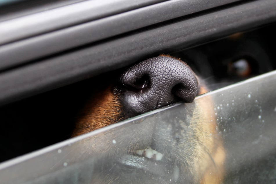 Der Hund konnte wohlbehalten aus dem Auto gerettet werden, nur sein Frauchen trug bei der Rettungsaktion Verletzungen davon. (Symbolbild)