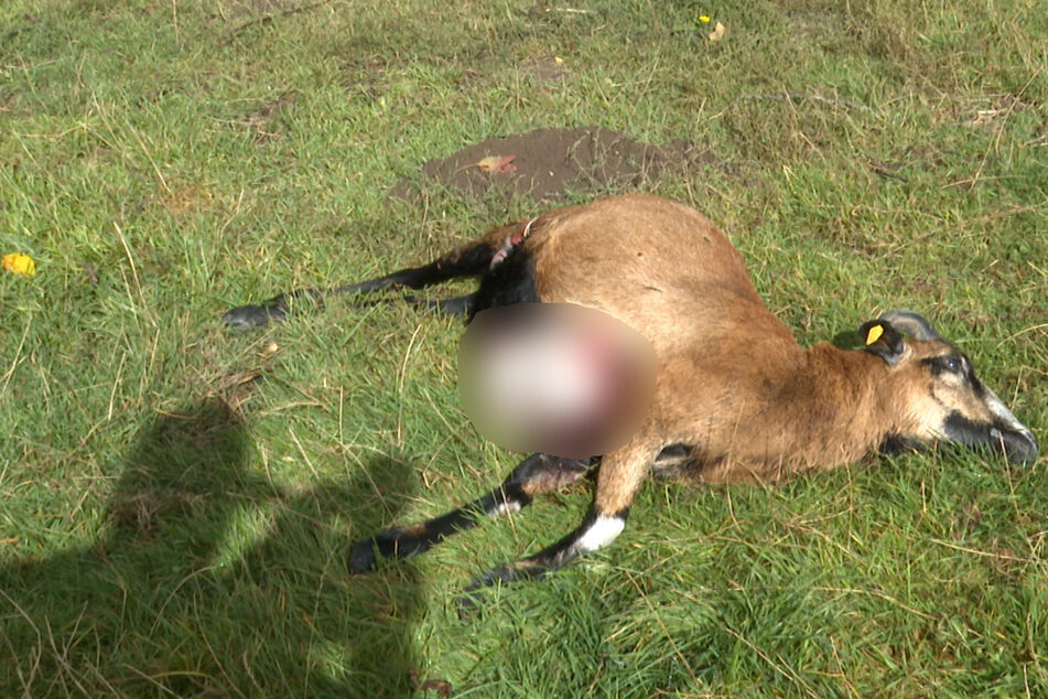 Einem Schaf wurde der Bauch aufgerissen.