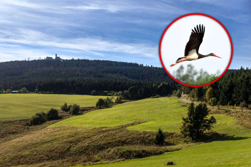 In Oberwiesenthal soll letzte unberührte Bergwiese neuem Bauprojekt weichen