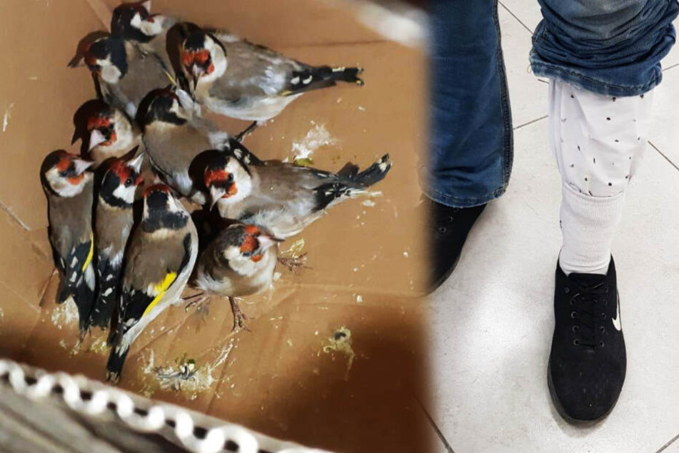Typ will 14 Vögel in seiner Hose in anderes Land schmuggeln