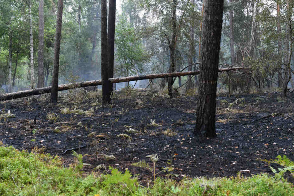Gelöschte Brandstellen sind im Wald zu sehen.