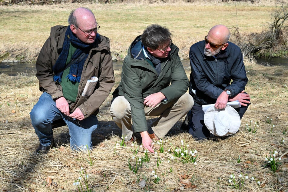 Thomas Westphalen (68, v.l.) vom Landesverein, Umweltminister Georg-Ludwig von Breitenbuch (54, CDU) und Biologe Wolfgang Böhnert (76) bei der Blütenschau.