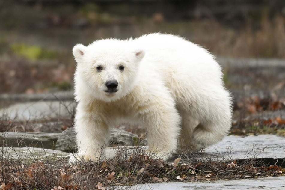 Der namenlose Eisbär sorgt für einen riesigen Besucheransturm.
