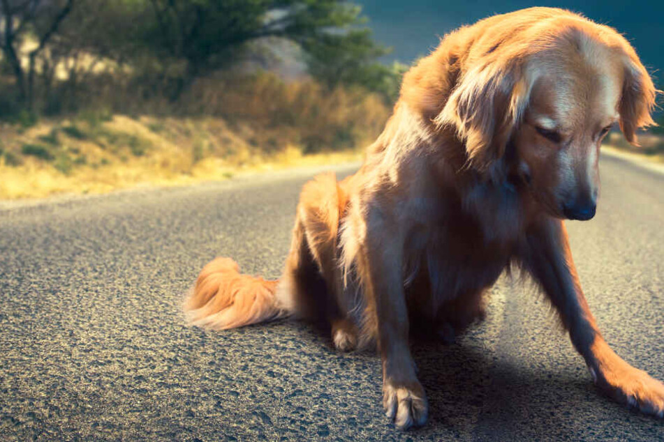 Der Hund rappelte sich nach dem Zusammenstoß wieder auf und lief weiter (Symbolbild).