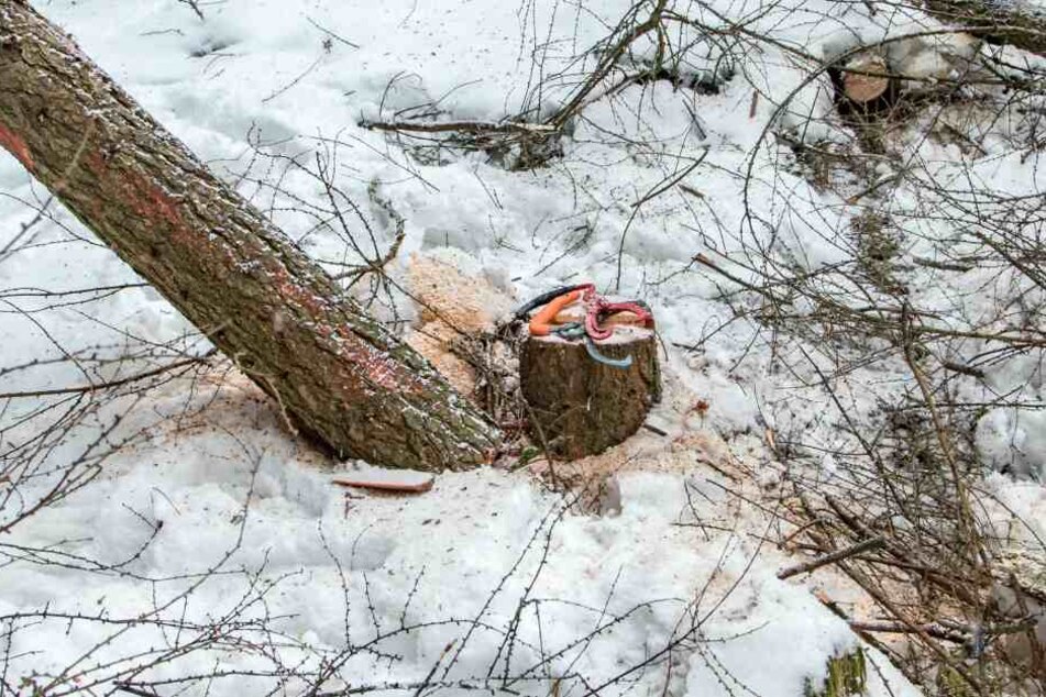 Der Forstarbeiter wurde bei Fällarbeiten verletzt.