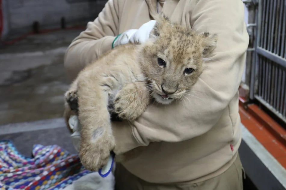 Die Löwenkinder wurden erst kürzlich untersucht und bringen aktuell jeweils rund sieben bis acht Kilogramm auf die Waage.