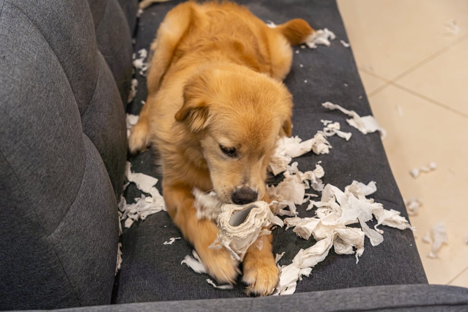 Dein Hund frisst Papier? Finde heraus, warum.