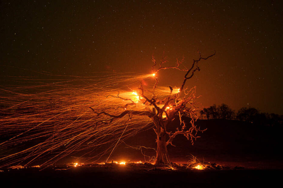 Winde fachen die Glut einer verbrannten Eiche an. Im Kampf gegen die verheerenden Waldbrände in Kalifornien müssen sich die Feuerwehren auf gefährliche Bedingungen einstellen.