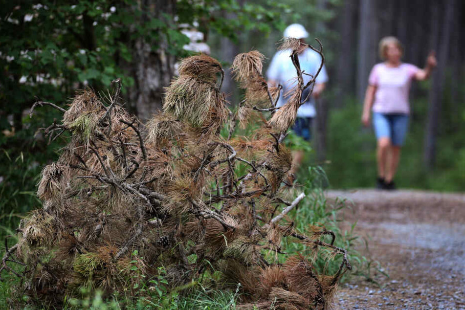 Vor Spaziergängern liegen in Deutschlands größtem Scharzkiefernwald auf dem Volkenberg bräunlich verfärbte Schwarzkiefernäste.