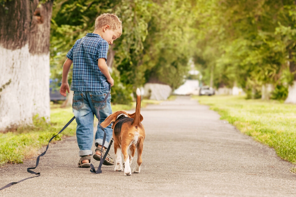 Der Junge war alleine mit seinem Hund unterwegs. (Symbolbild)