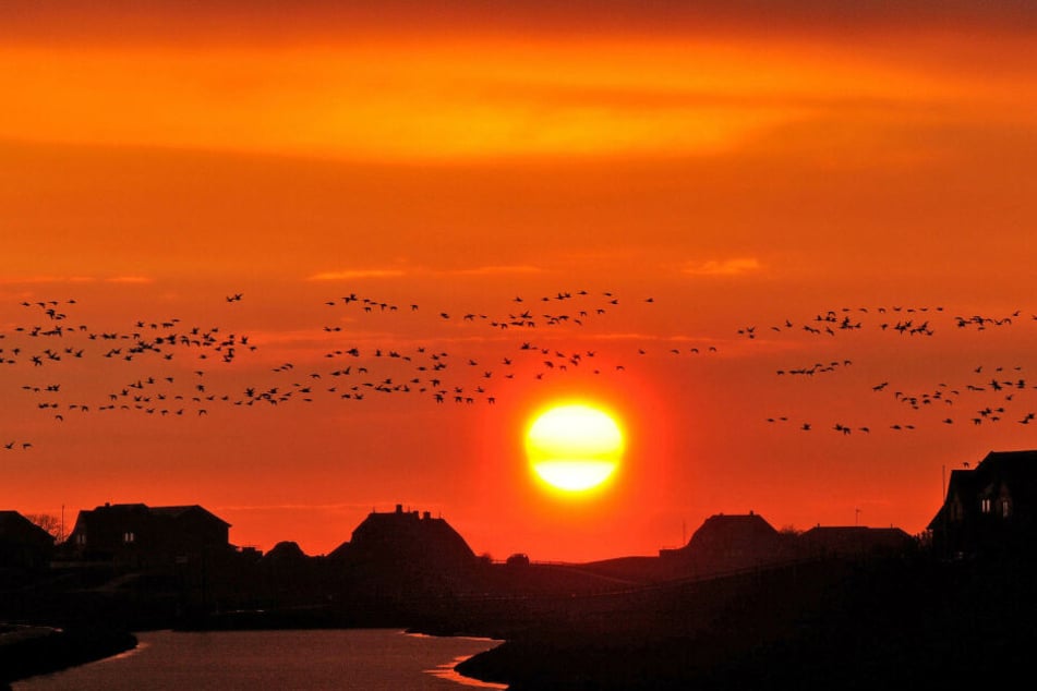 Ringelgänse fliegen vor der untergehenden Sonne über der Hallig Hooge (Schleswig-Holstein).