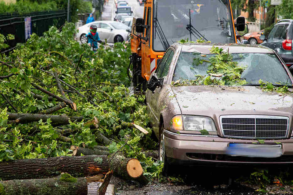 In Meiningen wurde ein Mercedes durch einen Baum schwer beschädigt.
