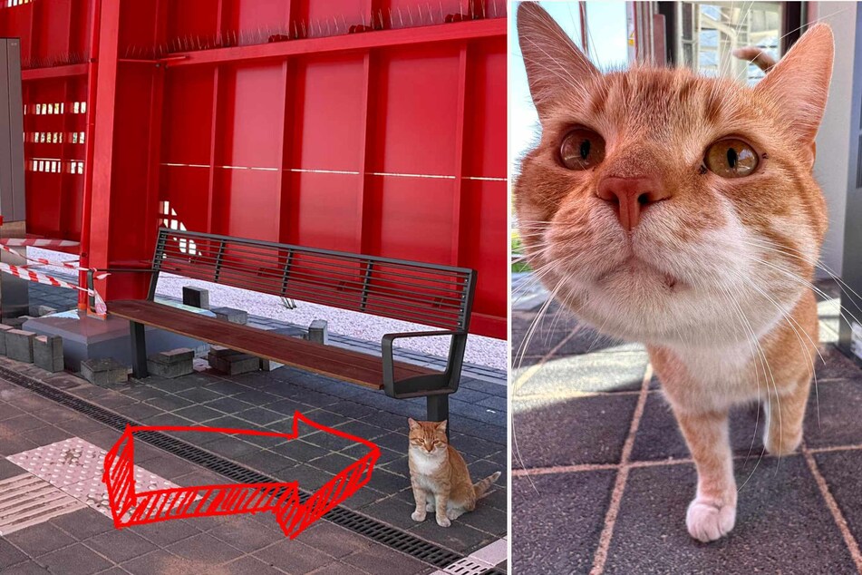 Rysia the cat regularly accompanies her owners to the train station. Now the extraordinary animal is getting its own memorial at Gdańsk-Firoga station!