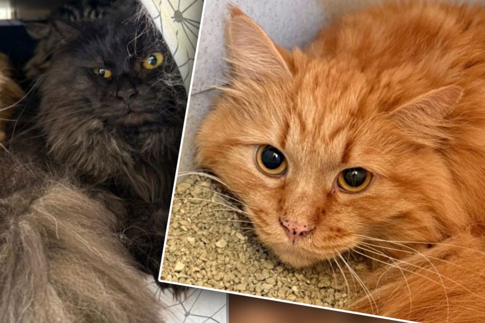 Wat deze katten hebben meegemaakt, maakt dierenvrienden gewoon alleen maar boos