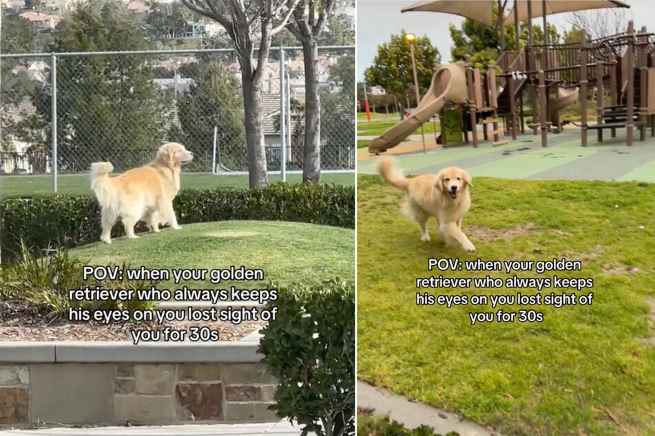 A heartwarming video of a Golden Retriever dog greeting his owner after a tragic (and short) time apart has gone viral, and TikTokers are obsessed with the loving little pooch!