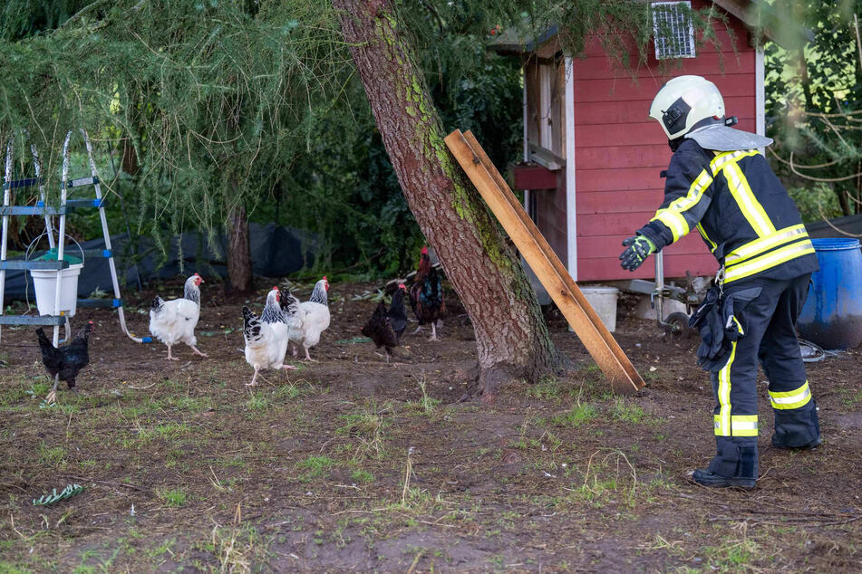 Vor der Beseitigung des umgekippten Baumstammes mussten noch einige Hühner in Sicherheit gebracht werden.