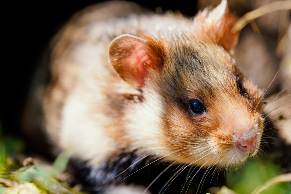 Die DNA-Proben eines Hamsters wurden in einer S-Bahn gefunden. Wer sie verloren hat, wird wohl ein Rätsel bleiben. (Symbolbild)