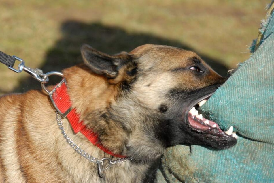 Ein 12-Jähriger wurde in Zwickau von einem Hund gebissen. (Symbolbild)