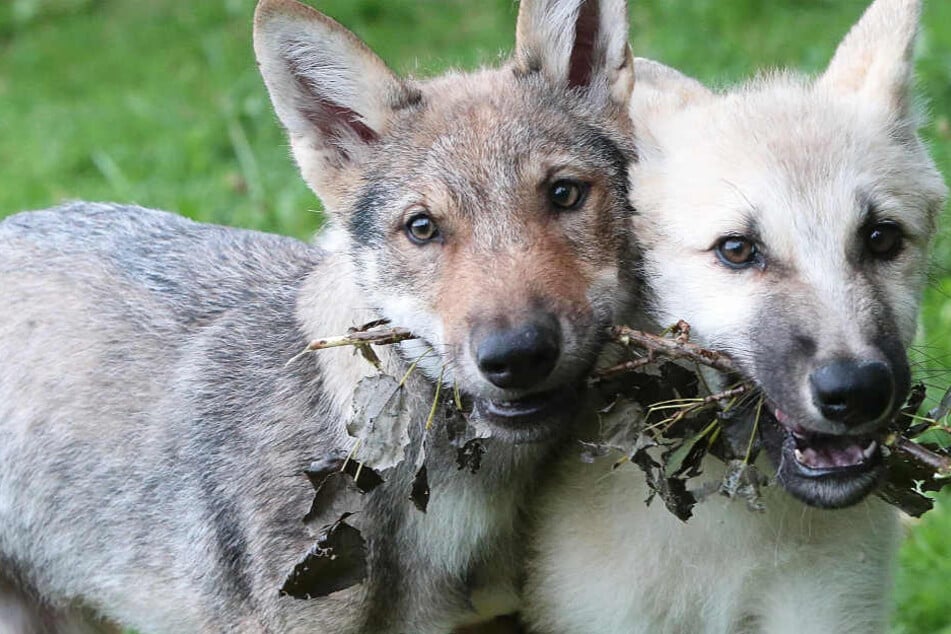 Die Wolfswelpen in Ohrdruf (Symbolbild) tragen auch Hunde-Gene in sich.