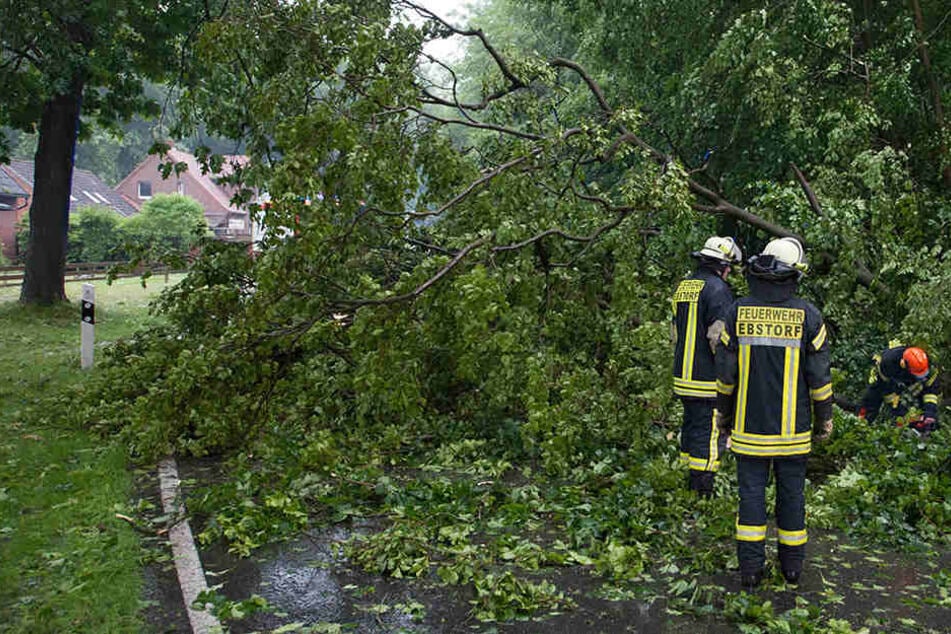 In Niedersachsen musste die Feuerwehr Bäume beseitigen.