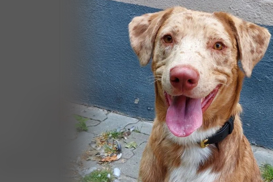 Teurer Designer-Hund landet im Tierheim: Jetzt hat Cooper ein gewaltiges Problem